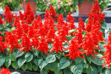 Kırmızı Salvia Splendens, kırmızı çiçek saksısı siyah tepside.