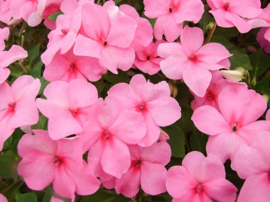 pink impatiens, Busy Lizzie, scientific name Impatiens walleriana flowers also called Balsam, flowerbed of blossoms in pink clipart