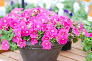Petunya, petunya tencerede, pembe çiçek masada, cüce petunya