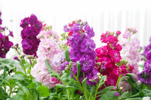 Matthiola Incana Blomma Stockblommor Snittblommor Plantskolan Krukväxt — Stockfoto