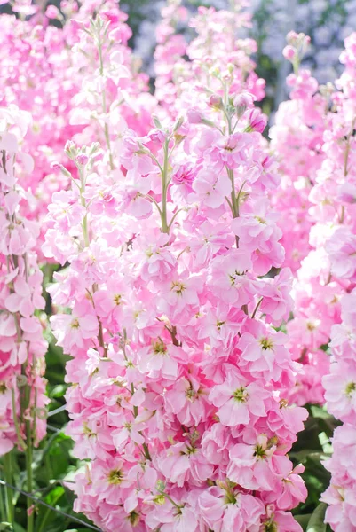Matthiola Incana Flower Stock Flowers Cut Flowers Nursery Full Bloom — Stock Photo, Image
