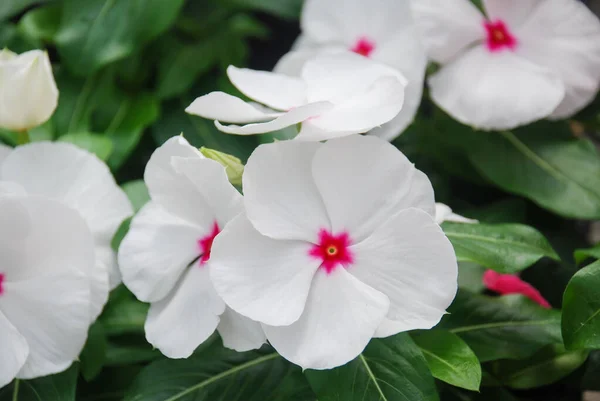Листья Винка Цветы Белые Цветы Винка Мадагаскар Periwinkle Горшке Винка — стоковое фото
