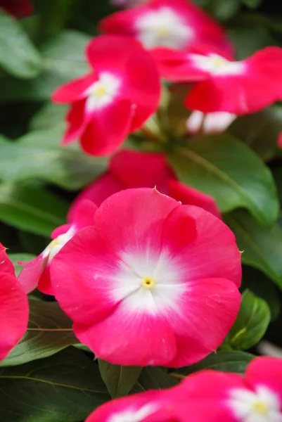 Foliage Vinca Flowers Rose Vinca Flowers Madagascar Periwinkle Potted Vinca — Stock Photo, Image