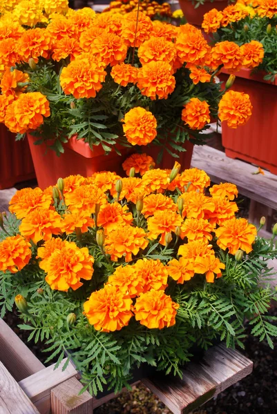 Tagetes Patula Calêndula Francesa Flor Flores Amarelas Alaranjadas Folhas Verdes — Fotografia de Stock