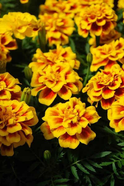 Tagets Patula French Marigold Bloom Orange Yellow Flowers Green Leaves — стоковое фото