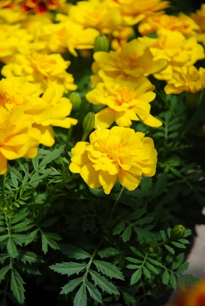 Tagetes Patula Caléndula Francesa Flor Flores Amarillas Hojas Verdes Maceta — Foto de Stock