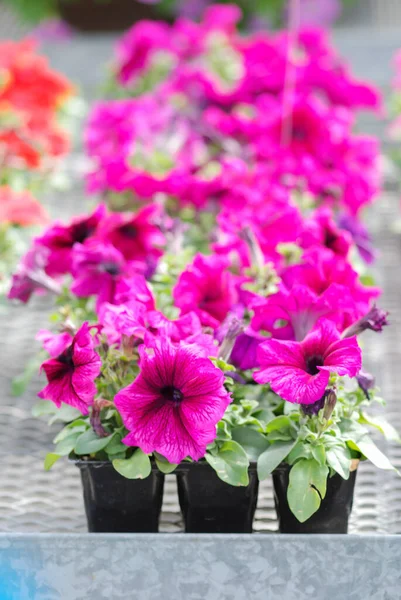 Petunia Petunias Bandeja Petunia Olla Color Púrpura Borgoña Petunia —  Fotos de Stock