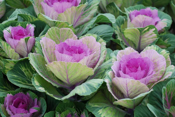 Ornamental cabbage in botanical garden, flowers and plants, environment, cut flowers. — Stock Image Ornamental Cabbage Botanical Garden Flowers Plants Environment Cut Flowers Stock Image