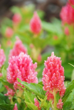 Saksıda Pembe Celosia Plumosa, cüce Celosia. Seradaki esrar bitkileri