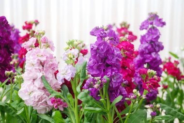 Matthiola incana çiçeği, stok çiçekleri, fidanlıkta kesilmiş çiçekler, tam çiçek. Karışık matthiola