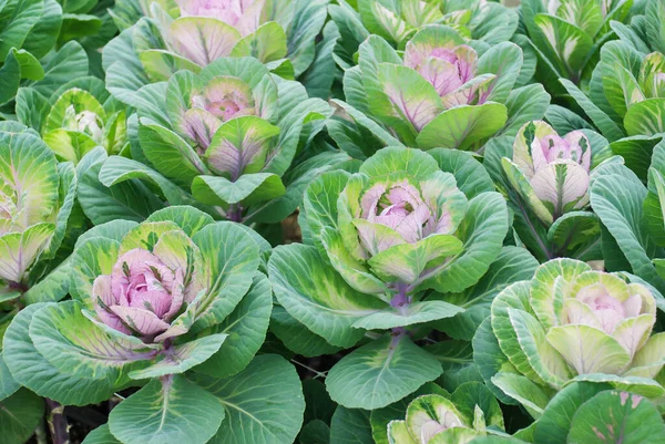 Sierkool Botanische Tuin Bloemen Planten Milieu Snijbloemen — Stockfoto