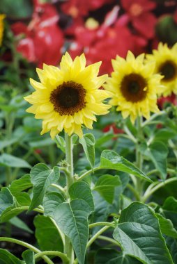 Helianthus Annuus, küçük ve saksıda ayçiçekleri. Cüce helianthus, küçük çiçek büyüklüğünde.