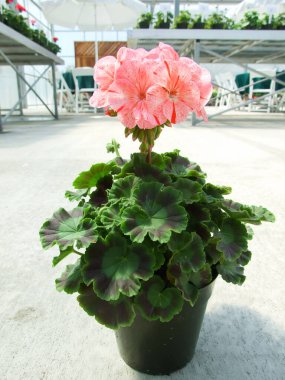 Pelargonium - Sardunya Çiçekleri bahçedeki güzel çiçek yapraklarını gösteriyor, saksı bitkileri 