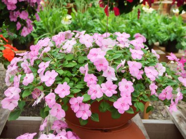 pembe impatiens, bilimsel adı Impatiens walleriana çiçekleri, Balsam olarak da bilinir, pembe saksıda çiçek açan bitkiler.