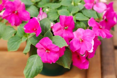 Bilimsel adı Impatiens Walleriana olan pembe impatiens çiçekleri. Balsam olarak da bilinir. Pembe çiçekli çiçek tarlası.