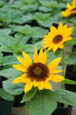 Helianthus Annuus, küçük ve saksıda ayçiçekleri. Cüce helianthus, küçük çiçek büyüklüğünde.