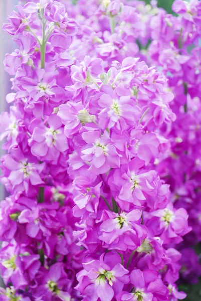 Matthiola Incana Flower Stock Flowers Cut Flowers Nursery Full Bloom — Stock Photo, Image