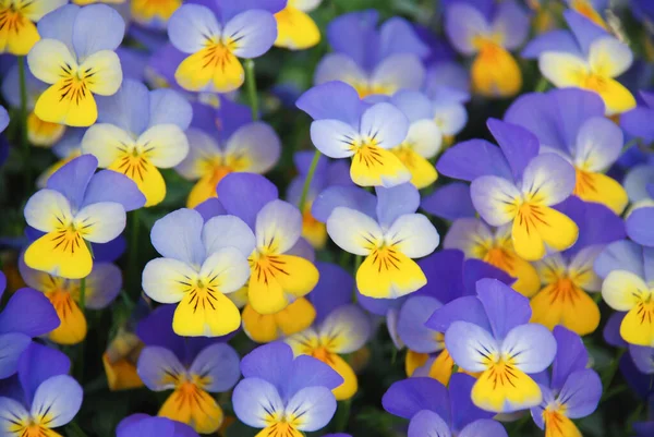 Žluté Modré Květy Macešky Detailní Záběr Barevné Mléčné Květiny Květináč — Stock fotografie