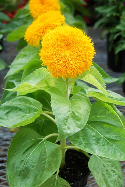 Helianthus Annuus Kleine Zonnebloemen Dwerghelianthus Kleine Bloemgrootte — Stockfoto