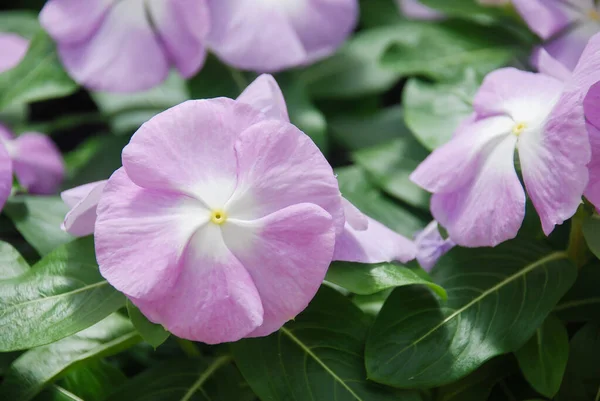 Feuillage Fleurs Vinca Lavande Pourpre Fleurs Vinca Pervenche Madagascar Vinca — Photo