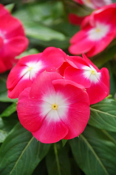 Zeleň Vinca Květy Červená Očima Vinca Květiny Madagaskar Periwinkle Vinka — Stock fotografie