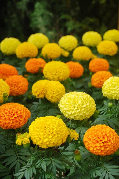 Marigolds Mixed Color Tagetes Erecta Mexican Marigold Aztec Marigold African — стокове фото