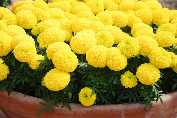 Marigolds Yellow Color Tagetes Erecta Mexican Marigold Aztec Marigold African — 스톡 사진