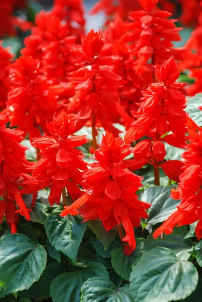 Red Salvia Splendens Red Flower Pot Plants Black Tray — Stock Photo, Image