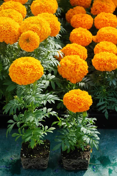 Caléndulas Color Naranja Tagetes Erecta Caléndula Mexicana Caléndula Azteca Caléndula — Foto de Stock