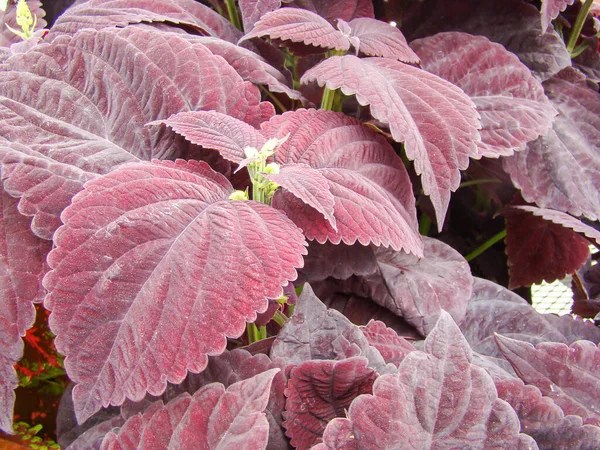 Paarse Bladeren Van Coleusplant Plectranthus Scutellarioides — Stockfoto