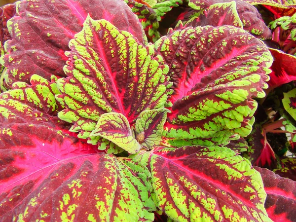 Folhas Vermelhas Verdes Planta Coleus Plectranthus Scutellarioides — Fotografia de Stock