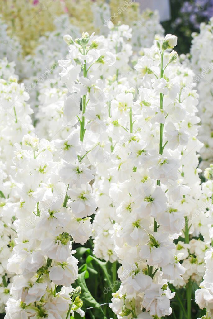 Matthiola incana flower, stock flowers, cut flowers in nursery, full bloom. White matthiola