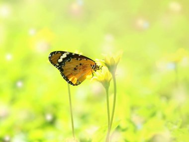 güzel kelebek absorbe bazı tatlı gelen ağaç üzerinde beyaz çiçekler