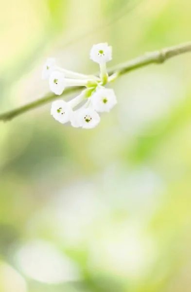 Άνθινο πλαίσιο πράσινα φύλλα και λευκά λουλούδια — Φωτογραφία Αρχείου