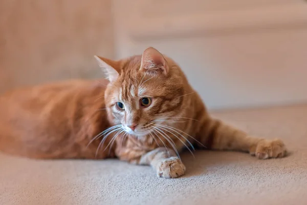 Kırmızı Kedi Kuril Kısakuyruk