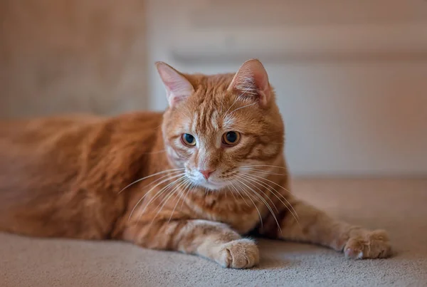 Kırmızı Kedi Kuril Kısakuyruk