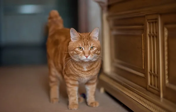 Kırmızı Kedi Kuril Kısakuyruk