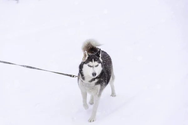 Kışın Sibirya İri Köpeği