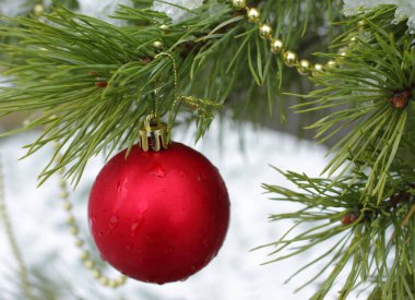 Noel balosu köknar dalında altın bir ipliğe asılı.