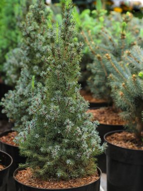 Siyah bir tencerede noel ağacı. Genç çam pazarı. Ağaçtaki fidan 