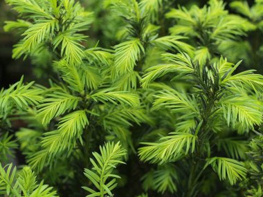 Arka planda ladin dallarının yeşil uçları. Genç yaşam filizleri