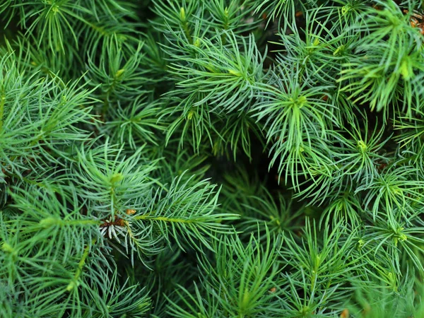 Extrémités vertes de branches d'épinette fond. jeunes pousses de conifères — Photo