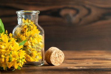 Homeopati ve bitkisel tedavi kavramı - solidago virgaurea şişedeki altın çubuk olarak bilinir, kopyalama alanı, metin yeri