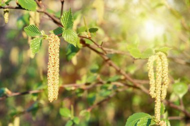 Birch Catkins bahar parkında yakın plan, bahar çiçekleri polenine alerjisi var.