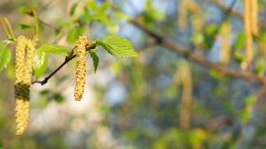 Birch Catkins bahar parkında yakın plan, bahar çiçekleri polenine alerjisi var.