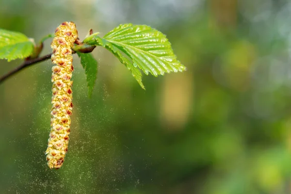 Catkins betulla nel parco primaverile primo piano, allergie al polline di primavera concetto di piante da fiore — Foto Stock