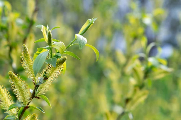 Guardanapos de salgueiro florescendo em uma floresta de primavera, um símbolo de primavera, calor e modificação de estação — Fotografia de Stock