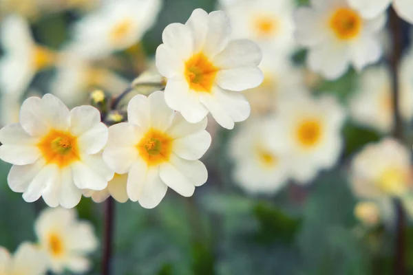 Flores de prímula brancas em um canteiro de flores em um jardim de primavera close-up — Fotografia de Stock