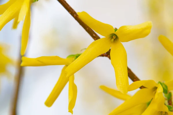 Forsythia yellow ornamental shrub flowers close up, spring background, selective focus