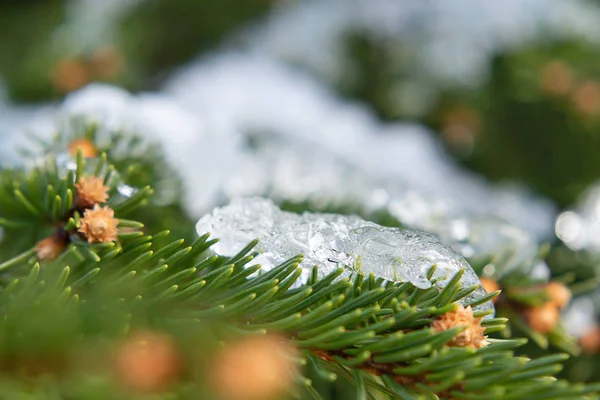 Fichtenzweige mit glitzerndem Eis bedeckt, schöner Winter- oder Weihnachtshintergrund — Stockfoto